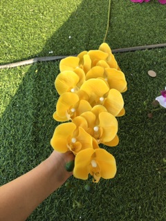 HOA LAN HỒ ĐIỆP 9 BÔNG