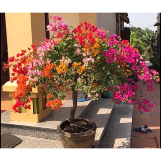 Cây hoa giấy ngũ sắc S029