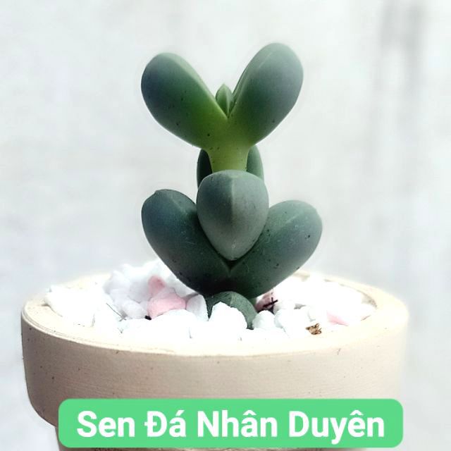 Sen tim lá tròn