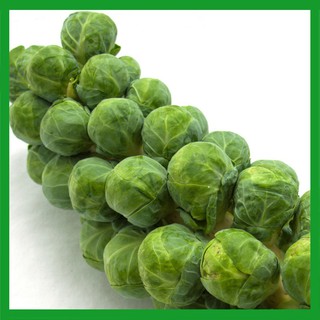 Hạt giống Cải Bắp Xanh