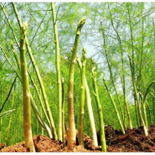 Hạt giống Măng Tây xanh
