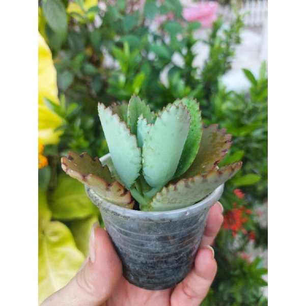 Cây lá bỏng, sống đời mẹ nghìn con