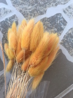 CỎ ĐUÔI THỎ NHIỀU MÀU SẮC
