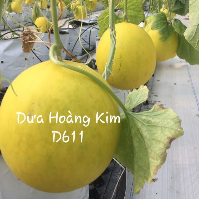 Hạt giống dưa lê dưa hoàng kim lai F1 chịu nhiệt siêu ngon dễ trồng