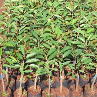 Cây giống sầu riêng thái hạt lép