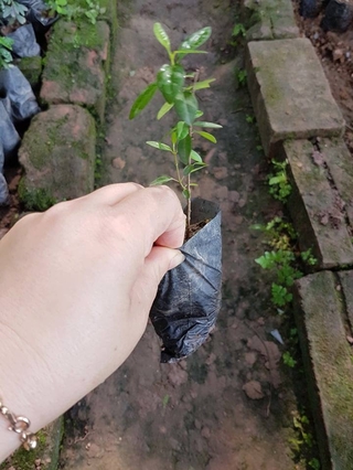 Combo 10 cây thìa canh tặng cây kim thất tai