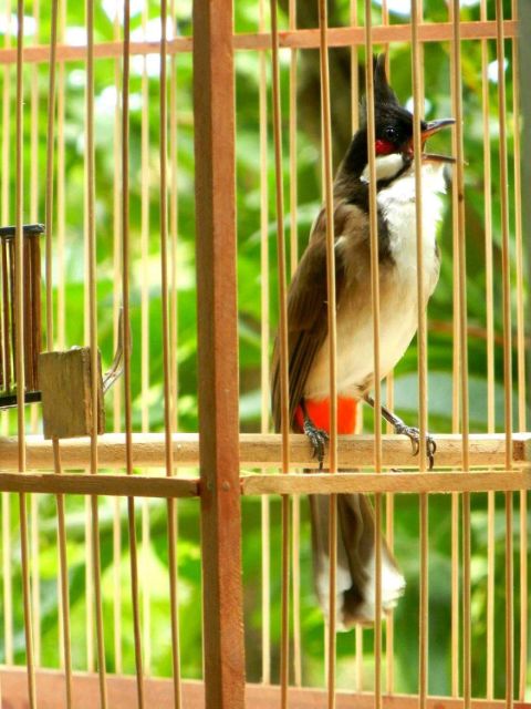 Giảm Giá Cám Chào Mào Đấu Số 2 Linh Khuyên Loại 200G- Cám Dưỡng Hót Quanh  Năm - Beecost