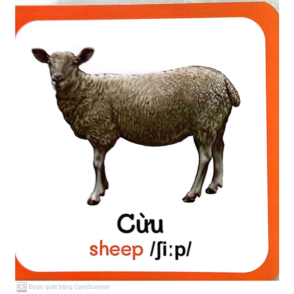 Sách - Baby'S First Picture Dictionary - Từ Điển Bằng Hình Đầu Tiên Của Bé - Động vật Nuôi - Farm AniMals