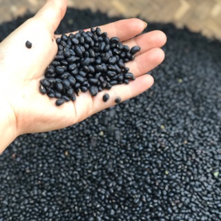 Đỗ đen xanh lòng rang hạ thổ/ trà đỗ đen 85k/kg