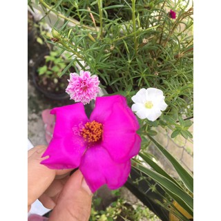 Chậu hoa 10 giờ mix nhiều màu