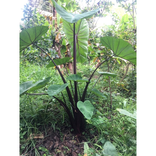 Cây khoai môn giống 5 cây