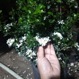 Cây 🌲 Nguyệt quế Thái... thơm siểu