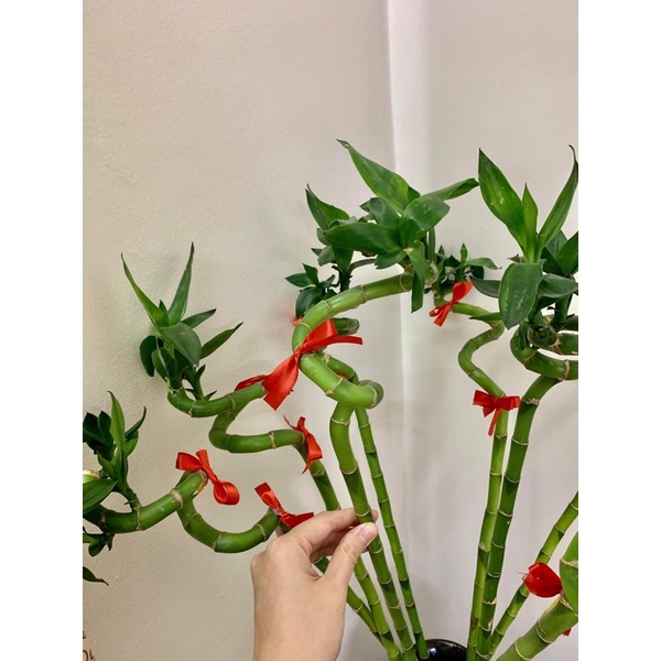 Combo 5 cành Phát lộc xoắn