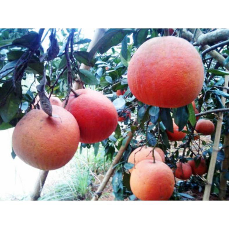 Sản phẩm Cây giống BƯỞI ĐỎ TÂN LẠC - CHUẨN GIỐNG F1 + Tặng  phân hữu cơ cao cấp
