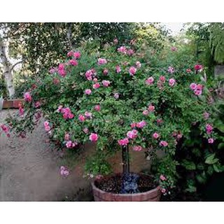 Cây hoa hồng cổ sapa thân tree