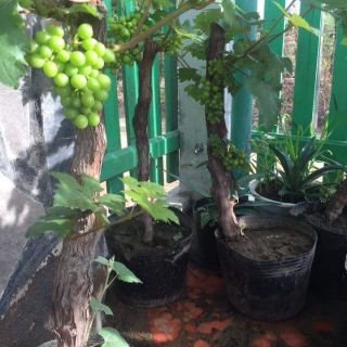 Nho gốc ghép leo giàn ( trồng cảnh hoặc bon sai )