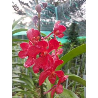 Hoa lan mokara giống