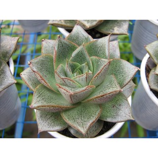 Hạt giống cây sen đá -  Rau củ quả trồng tại vườn, sân thượng, nông trang, ban công