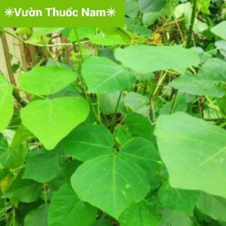 Lá vông lá vông nem tươi lá vong tươi hái tại nhà