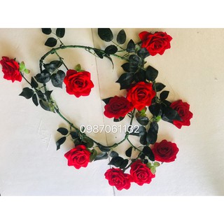Dây Hoa  Hồng leo cổ trang trí, làm tường hoa