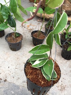 Lan cẩm cù các màu