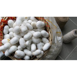 Chỉ nha khoa hữu cơ thuần chay Radius