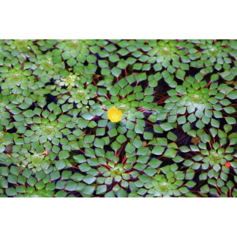 Ấu thái thủy sinh đẹp dễ trồng - 1 cây