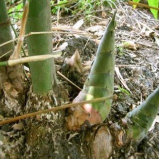 Cây giống măng bát độ