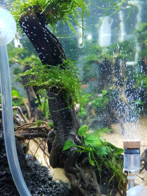 Sủi CO2 hồ thủy sinh sủi chế