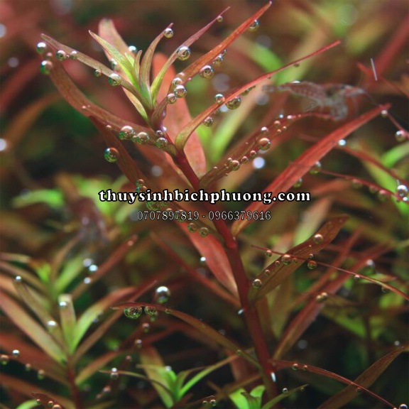 ROTALA COLORATA - VẨY ỐC ĐỎ 3 LÁ - CÂY THUỶ SINH MÀU ĐỎ