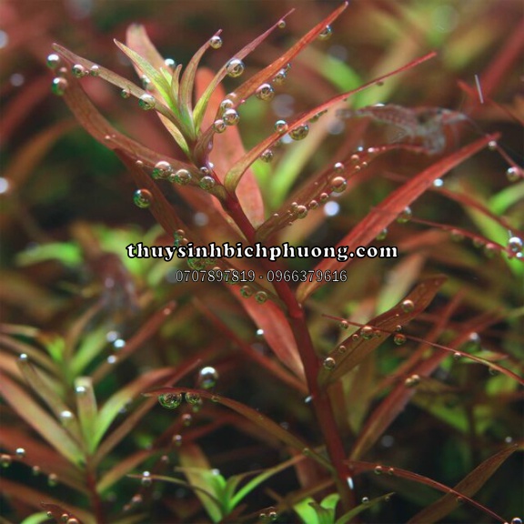 ROTALA COLORATA - VẨY ỐC ĐỎ 3 LÁ - CÂY THỦY SINH MÀU ĐỎ SIÊU XINH