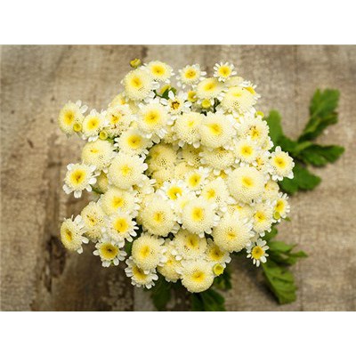 (SIÊU RẺ) Hạt Giống Hoa Cúc Mini Trắng Nhụy Vàng -Gói 100 Hạt