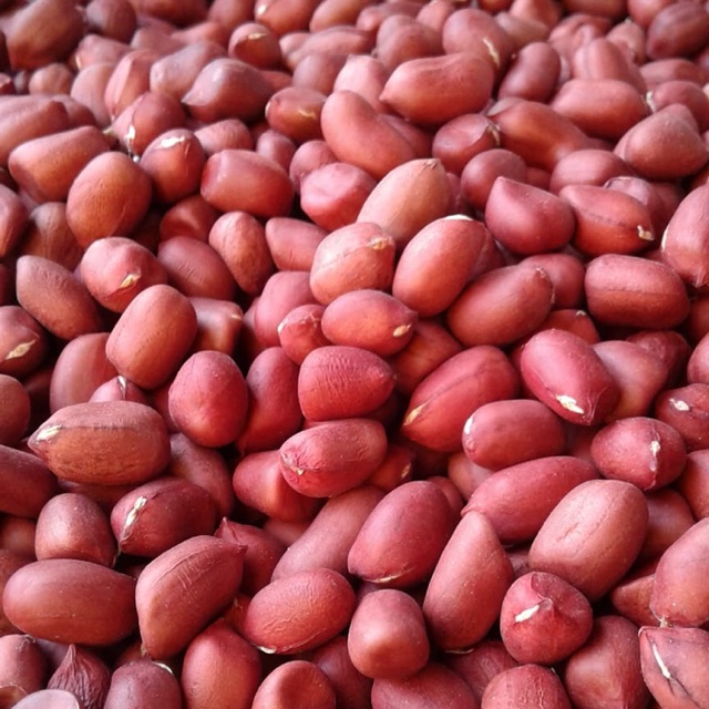 Lạc đỏ Yên Bái bóc tay túi 0,5kg