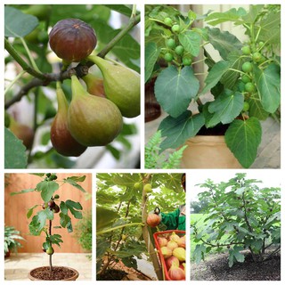 Cây giống Sung Mỹ giống Brown Turkey - Hàng giâm cành, giống chuẩn - DINH DƯỠNG TỰ NHIÊN Shop