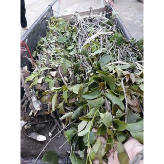 tầm gửi gạo đỏ Sơn La 1kg