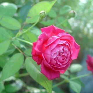 Hồng cổ Huế (cây to trưởng thành)