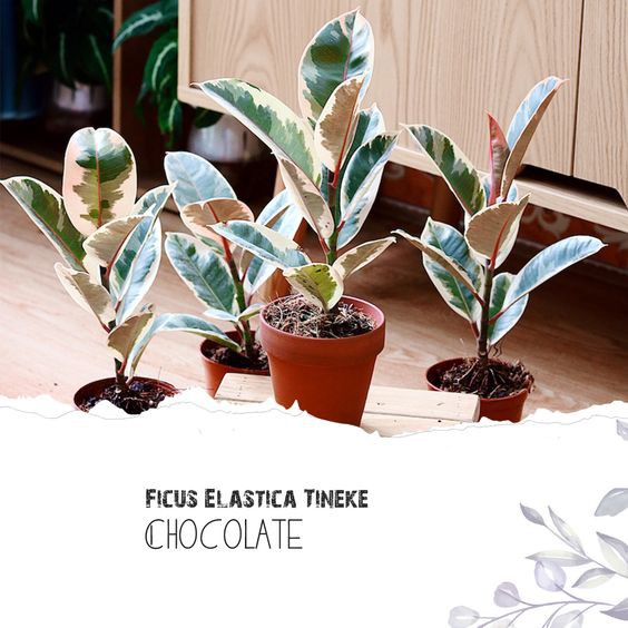 Cây Đa Cẩm Thạch Sô Cô La (Marble Rubber Tree, Ficus Elastica Tineke) &gt; 25cm