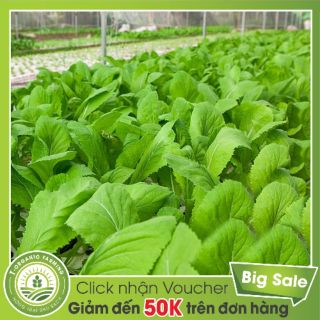 Hạt cải xanh mỡ ( gói 100g)