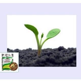 Phân Vi Sinh, Men Ủ Phân - Chế Phẩm Sinh Học Trichoderma (Nấm Đối Kháng) Túi 200gr - 1Kg