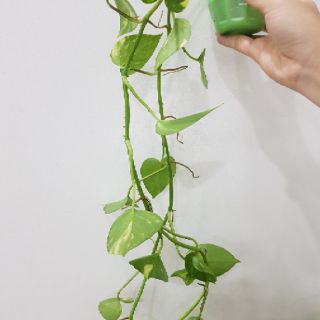 Cây trầu bà