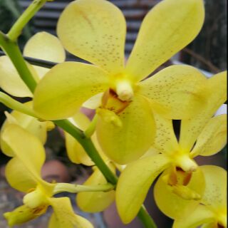 Combo 2 mokara giống màu vàng chanh