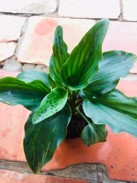 Phát tài hồ lô