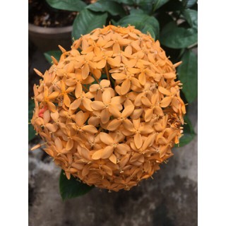(1 chậu) Cây bông trang mỹ cam vàng ( hoa mẫu đơn )