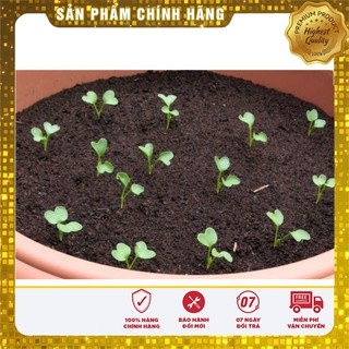 Bộ gói hạt giống Củ dền
