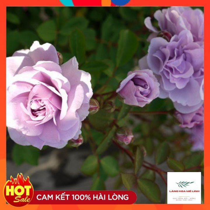 Hoa hồng leo Rainy Blue Rose[ TUYỆT ĐẸP] Nằm trong TOP 10 giống hoa hồng leo Đức đẹp nhất khi về Việt Nam.