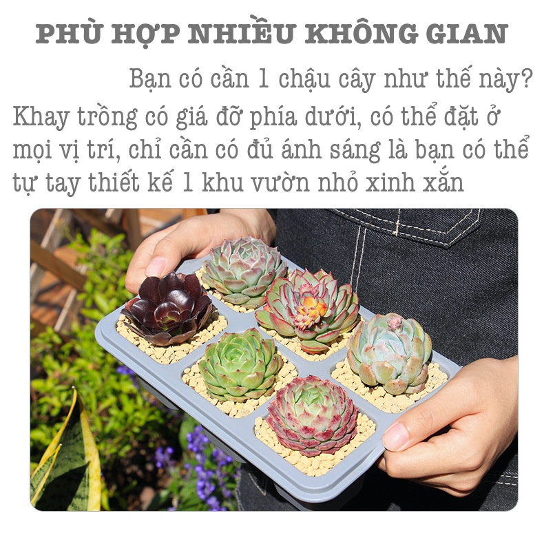 Chậu trồng sen đá Oliz T1 - Chậu cây mini để bàn, có khay đĩa lót đáy chậu cây