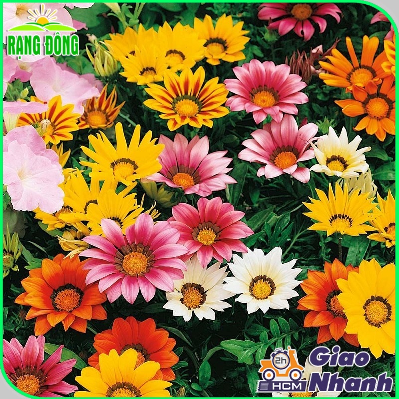Hạt giống Hoa Cúc Huân Chương nhiều màu, thân cao 20-25cm, có thể trồng chậu hoặc sán vườn - Hạt giống Rạng Đông