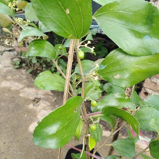 Cây Táo Ta (Cây Táo Giống)