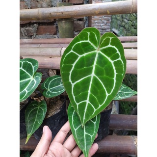 Cây anthurium crystallinum