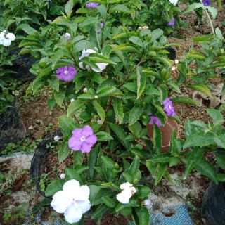 Cây nhài nhật